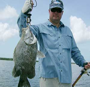 TripleTail from Nov 1st Fishing Charter