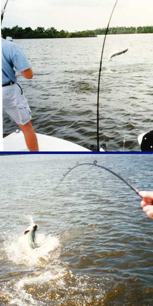 Everglades Fishing for Tarpon